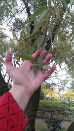 Cropped image of person holding plant