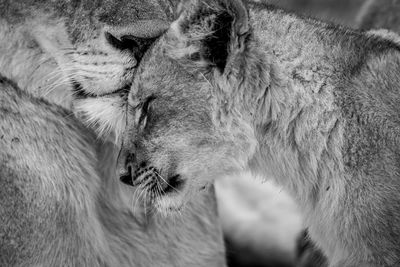 Close-up of lion