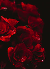 Macro shot of red rose