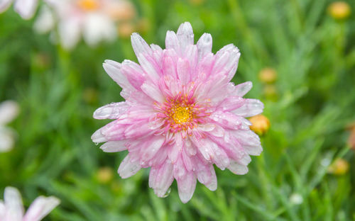 Close-up of pink flower
