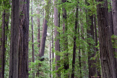 Pine trees in forest