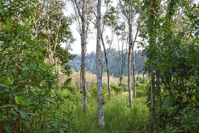 Scenic view of forest against sky