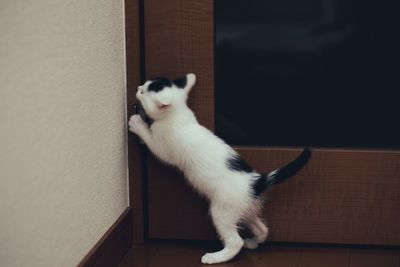 White cat on wall at home