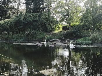 View of lake in forest