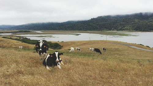 Cows on grassy field by lake