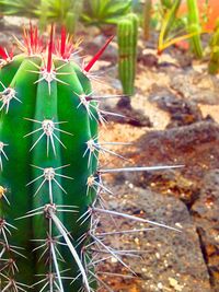 Close-up of cactus plant