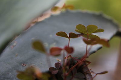 Close-up of plant leaves