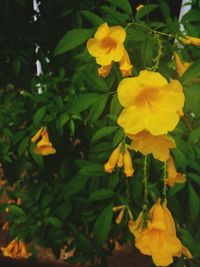 Close-up of yellow flowers blooming outdoors