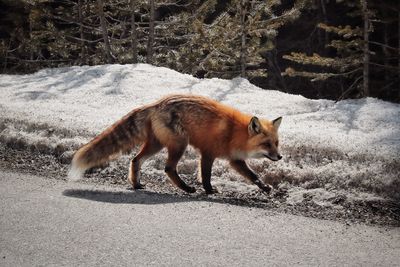 Wild fox walking on road