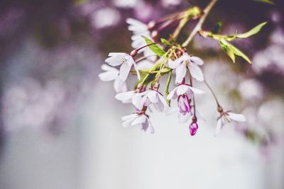 Close-up of flowers