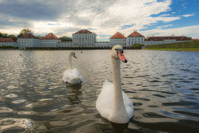 Swan floating on lake