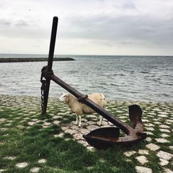 Sheep by anchor at sea shore against sky