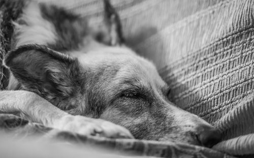 Close-up of dog lying down