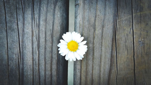 Close-up of white daisy flower on wood