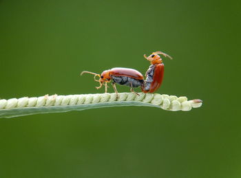 Close-up of insect on leaf