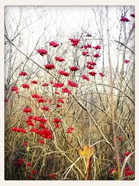 Close-up of pink flowers