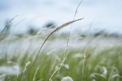 Close-up of stalks in field against sky