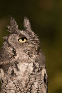 Close-up portrait of owl