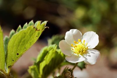 Close-up of white flowering plant