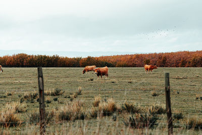 View of sheep on field