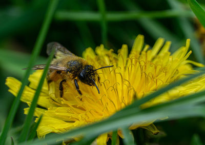 Pollinating bee on sunflower 