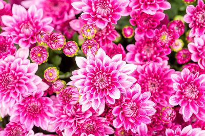 Close-up of pink flowering plants