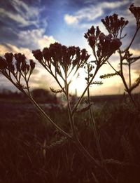 Scenic view of field against sky at sunset