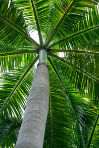 Low angle view of coconut palm tree leaves