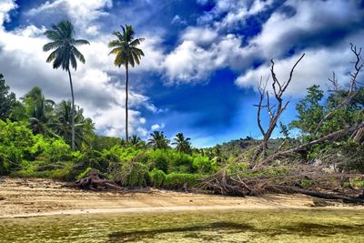 Palm trees on field against sky