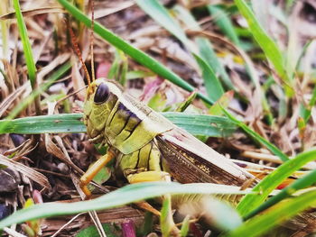 Close-up of lizard on grass