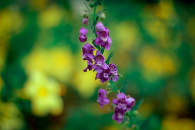 Close-up of purple flowering plant