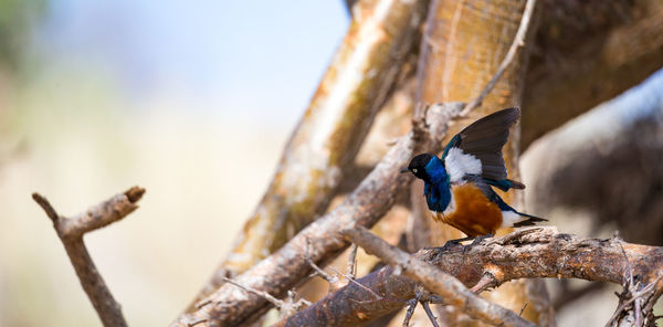 Low angle view of bird perching on branch