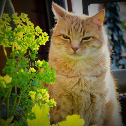 Close-up of cat on plant