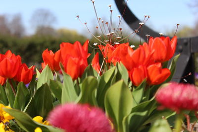 Close-up of red flowers