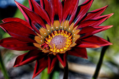 Close-up of pink flower