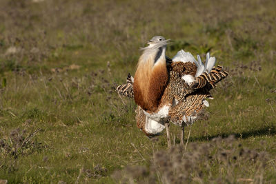 View of birds on land