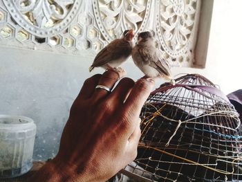 Close-up of hand holding bird