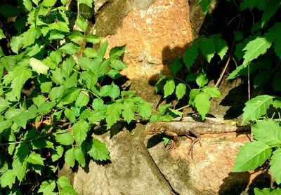 High angle view of chameleon on rock by plants