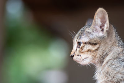 Close-up of cat looking away