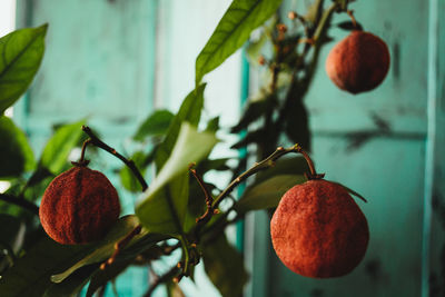 Close-up of apples on plant