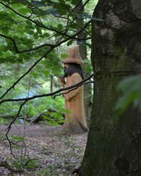 Cat on tree trunk in forest