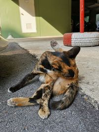 Cat sleeping on footpath