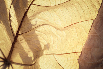 Full frame shot of leaves during autumn