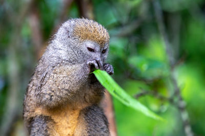 Close-up of a monkey eating plant