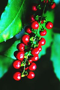 Close-up of red leaves