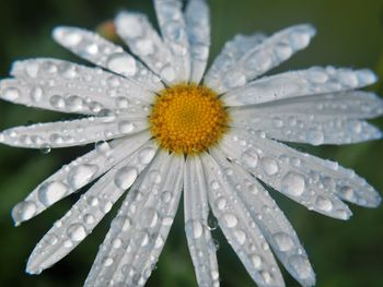 Close-up of water drops on flower