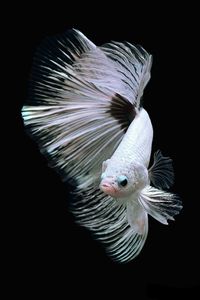 Close-up of fish against black background