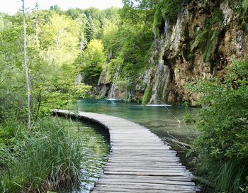 Footpath amidst trees in forest