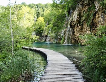 Footpath amidst trees in forest