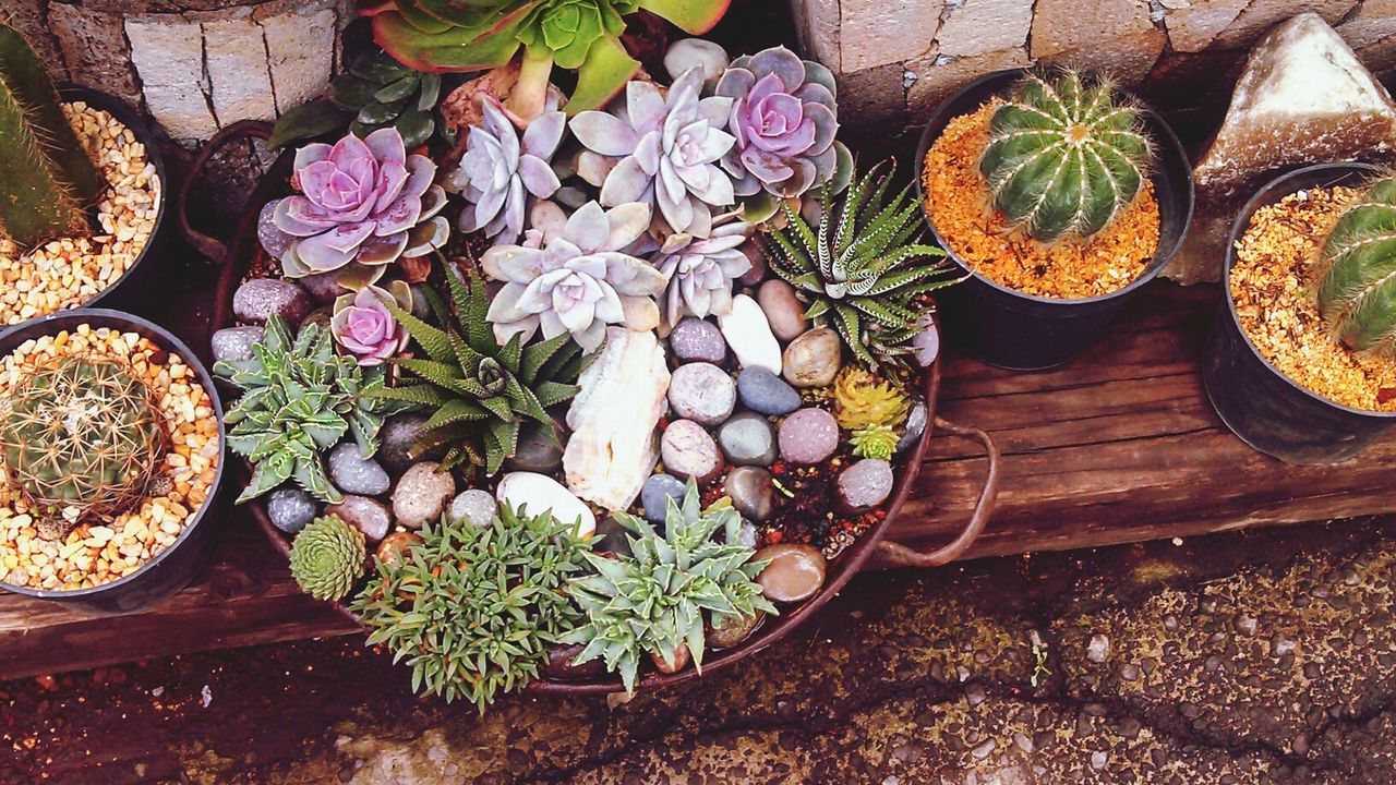 flower, plant, potted plant, high angle view, growth, leaf, freshness, wall - building feature, no people, flower pot, day, outdoors, variation, nature, decoration, fragility, stone wall, close-up, cactus, green color